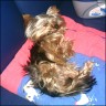 Scotti - 1,5 years