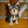 Lucky Luke - 3 month