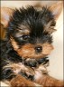 Nicky - 11 weeks