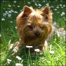   Dolly  