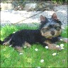 Lucky Luke - 14 weeks