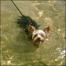 Scotti - 2 years