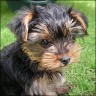Bubi - 2 month