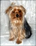 Toby - 16 month