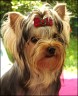 Scully - 9 month
