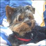Semy - 1 year