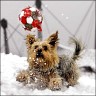 Loki - 10 years