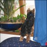 Bruno - 1 year