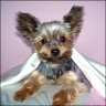   Josie   