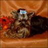 Gizmo - 3 years