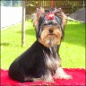Scotti - 6 month