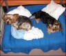 Lisa (3 years) & Lucky (5 month) 