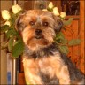 Cicco - 9 years