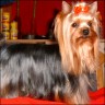 Arvit - 3 years