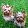 �Chilli� & �Pepper� - 3 years