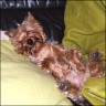 Chicco - 2 years