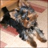 Balu - 5 month
