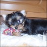 Lawinia - 9 weeks