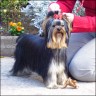 Scotty - 8 month