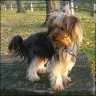 Benji - 2 years