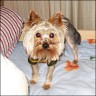 Boris - 2 years
