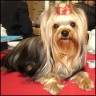 Scully - 13 month
