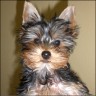 Pascha - 3 month