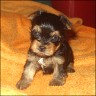 Bandit - 4 weeks