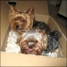My yorkies - 5 and 7 years