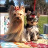 Rokko (left) & Gipsy (right)