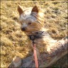 Scotti - 2,5 years