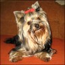   Maxi  