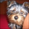   Bobby  