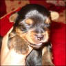 Baby Carolina