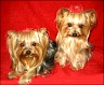 Dixi & Zola