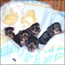 Babies - 4 weeks