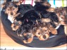  Babies 