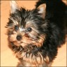 Daisy - 13 weeks