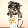 Coco - 12 weeks