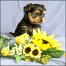 Kuba Libre - 5 weeks
