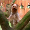 Pippin - 4 years