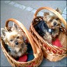 Hesel & Elfi