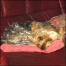 Amigo - 4 years