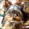 Maxima - 19 weeks