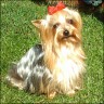   Dixi  