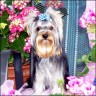   Gipsy  