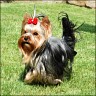 &nbsp;Charming Chou Chou