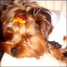 Benji - 3 years