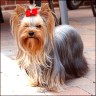 Charming Chou Chou