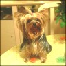   Florin  